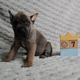 Lime green - Gray and fawn male Cane Corso puppy in Fritch, Texas from Carrie Brown's Cane Corsos