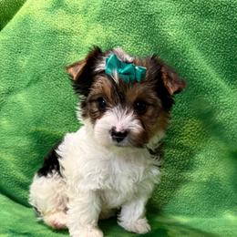 Gracie's Black and Tan Parti Girl - Parti female Yorkshire Terrier puppy in Lexington, North Carolina from Silver Valley Yorkies