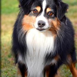 Cameron - Toy Australian Shepherd