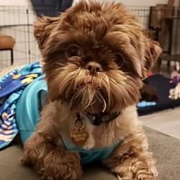 Sadie B - Shih Tzu