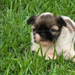 Cricket - Tricolor female Shih Tzu puppy in Avery, Texas from Christye Bolen