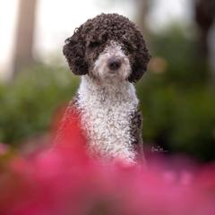 Tango - Spanish Water Dog