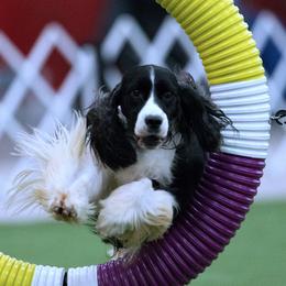 English Springer Spaniels from Brendael Springers