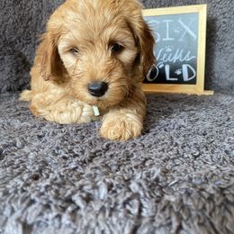 Goldendoodle Puppies from Simply Mini Goldendoodles