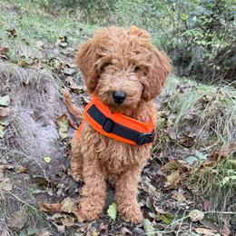 Wilder - Red male Double Doodle puppy in Deer Park, Washington from Doodle Paw Ranch