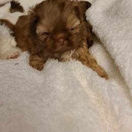 Shih Tzu Puppies from Tammy's Shihtzu Shack