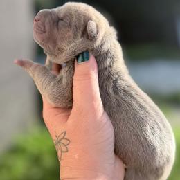 Wallen - Blue dilute male Chinese Shar-Pei puppy in Lehigh Acres, Florida from Florida Wrinkles