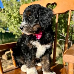 Edith - Black female Bordoodle puppy in Mancos, Colorado from Mesa View Puppies