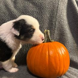 Male 3 Buttons - Tri-color male Border Collie puppy in Roanoke, Virginia from Romestar performance K9