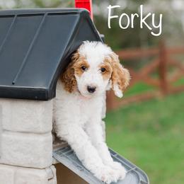 Forky - Parti male Poodle puppy in Williamsburg, Ohio from Iaroli’s  Small Standard Poodles