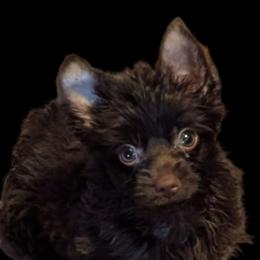 Tango - Liver male Yorkshire Terrier puppy in Gaylesville, Alabama from Sweet Alabama Yorkies