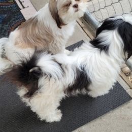 Shih Tzus from K's Shih Tzus