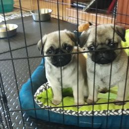 Hoppy - Pug