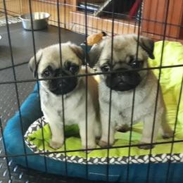 Hoppy - Pug