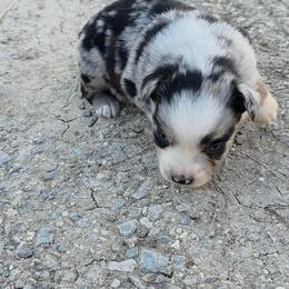 Siva - Blue merle female Miniature Australian Shepherd puppy in Leonard, Texas from Tin Roof Aussies