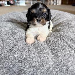 Chip - Tri-color male Cavapoo puppy in Nevada, Missouri from Backroad Fur Babies