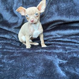 Kiwi - Chocolate and tan male Chihuahua puppy in Conway, Arkansas from Kings chichis