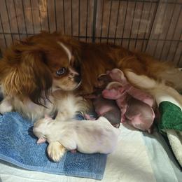 Freedom - White and chocolate female Chinese Crested puppy in Frederick, Maryland from Lovable Cresteds