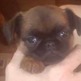 Girl 1 - Belge Brussels Griffon puppy in Ashland, Massachusetts from Amelyn Show Dogs