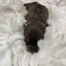 Miniature Schnauzer Puppies from Miniature Schnauzer Paradise llc