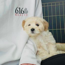 Shichon Puppies from Great Lakes Teddy Bear Dogs