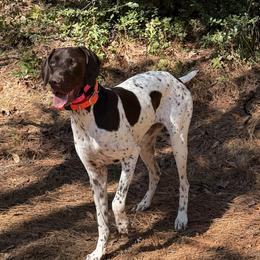 Nelli - German Shorthaired Pointer