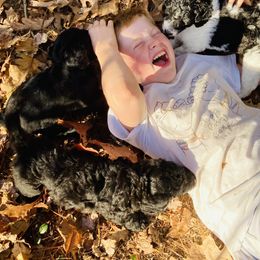 Double Doodle Puppies from Dog Paw Doodles