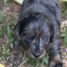 Dachshunds from Baker's Farm Dachshunds
