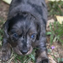 Dachshunds from Baker's Farm Dachshunds