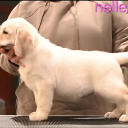 Labrador Retriever Puppies from ROCK CREEK LABRADORS