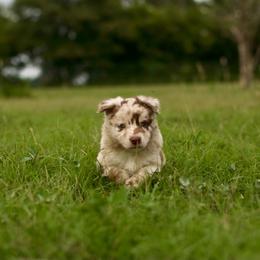 Monica - Red merle female Australian Shepherd puppy in Dunn, North Carolina from The Dogs of Working Aussies Homestead