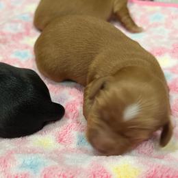 Stripe (Boy1) - Red male Dachshund puppy in Gulfport, Mississippi from Susan's Dachshunds