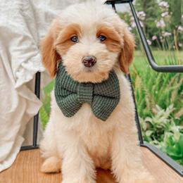 Austin - Parti male Goldendoodle puppy in Iola, Texas from Supreme Doodles of Texas
