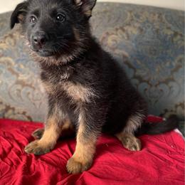 Red collar girl - Black and red female German Shepherd puppy in Coleta, Illinois from Four Leaf Farm- Vom Vierblättriges Bauernhof