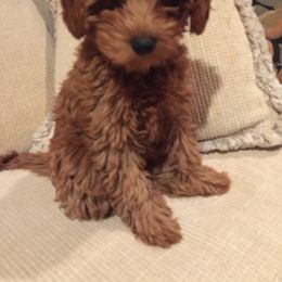 Goldendoodle Puppies from Frannie's Goldendoodle Puppies