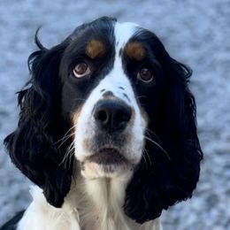 English Springer Spaniels from Petite Ville Springers