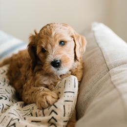 Goldendoodle Puppies from Bountiful Doodles