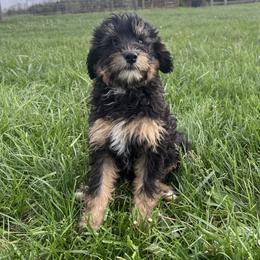 Summit - Tri-color male Bernedoodle puppy in Springfield, Missouri from Doodle Dandy Bernedoodles