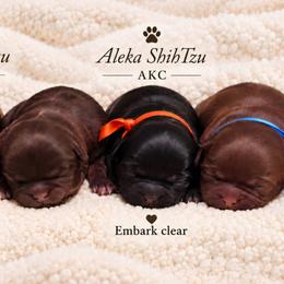 Joey - Black and tan male Shih Tzu puppy in Richmond, Texas from Aleka Shih Tzu