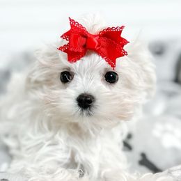 Alice - Maltese puppy in Tampa, Florida from Petite Pawz