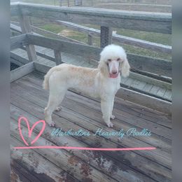 Boy 3 Blue Collar - Cream Poodle puppy in Coeburn, Virginia from Warburton's Heavenly Kennels