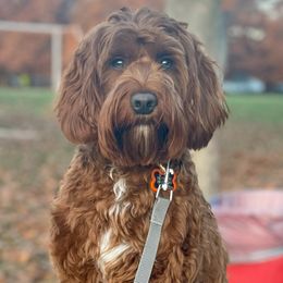Dash - Australian Labradoodle