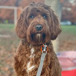 Dash - Australian Labradoodle