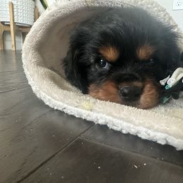 Cavalier King Charles Spaniel Puppies from Central Valley Cavaliers