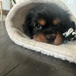 Cavalier King Charles Spaniel Puppies from Central Valley Cavaliers