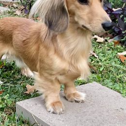Dachshund All Grown Up from Hicks Haus Dachshunds