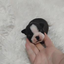 Marvin - Brindle and white male Boston Terrier puppy in Catawba, North Carolina from Lil Wiggles Boston Terriers
