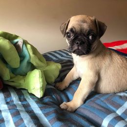 Pug Puppies from Hatfield Pugs