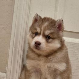 Denji - Red and white male Siberian Husky puppy in Buckeye, Arizona from Anime Huskies