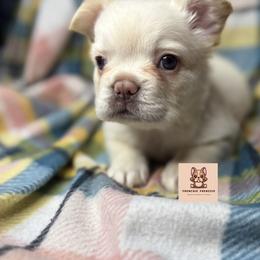 Sapphire - White American Bully puppy in Washington from Sarra Gharib
